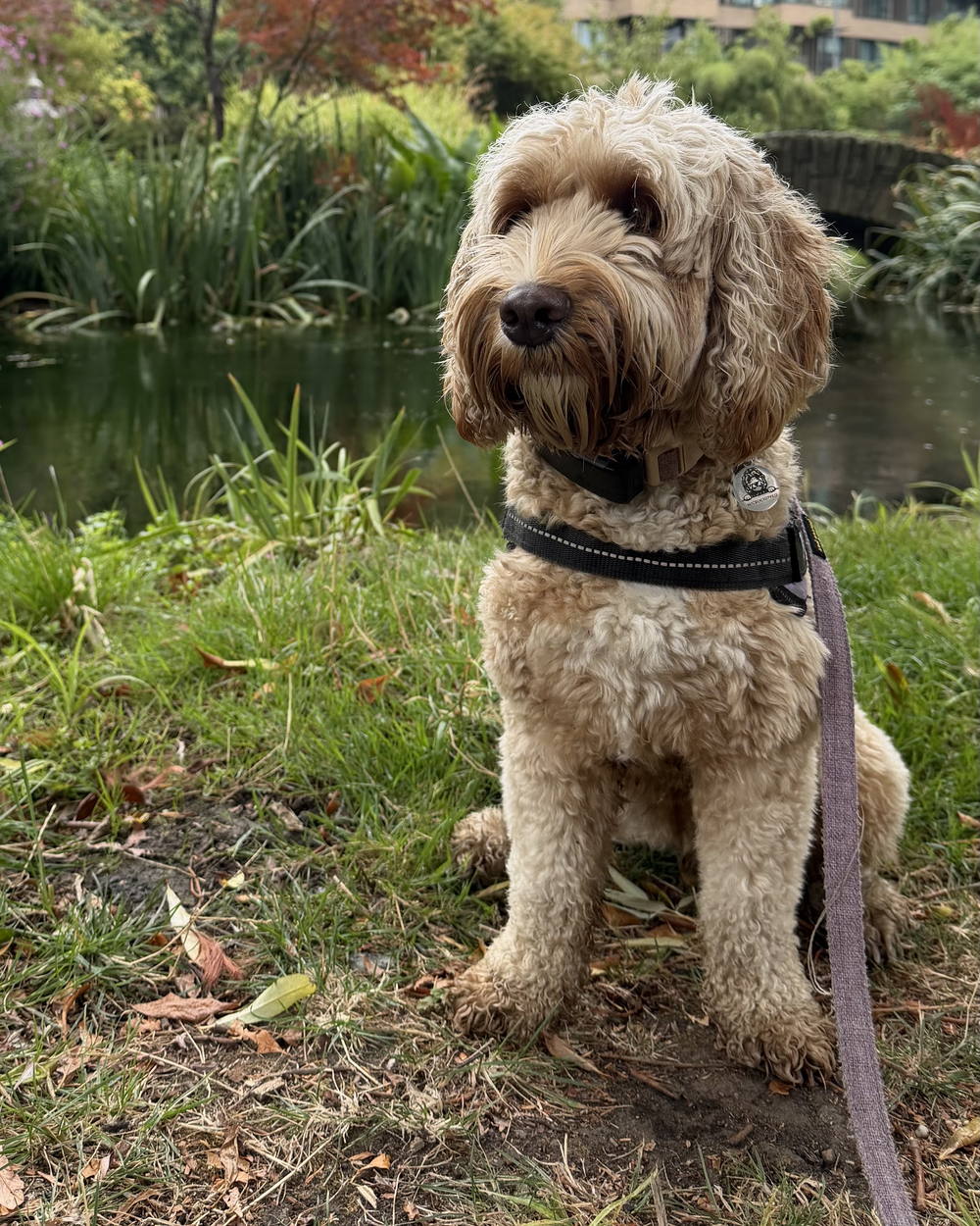 Tulsi, Shann&rsquo;s Australian Labradoodle, sitting on the grass beside a garden pond